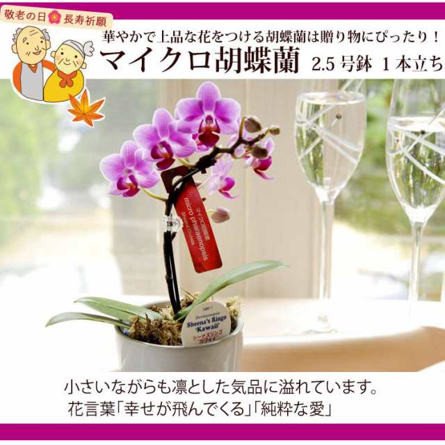 完売御礼 敬老の日 フラワーギフト 花 プレゼント ギフト 産地直送 マイクロ胡蝶蘭 生花 ミニ胡蝶蘭 花鉢 送料無料 一部地域を除の通販はau Pay マーケット Flowerkitchenjiyugaoka