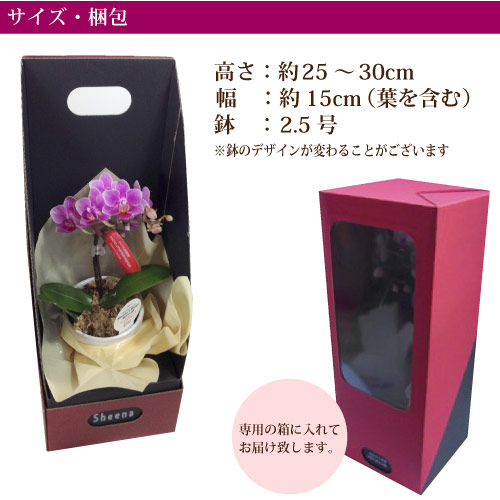 産地直送の花ギフト】マイクロ胡蝶蘭 ギフトボックス入り ピンク