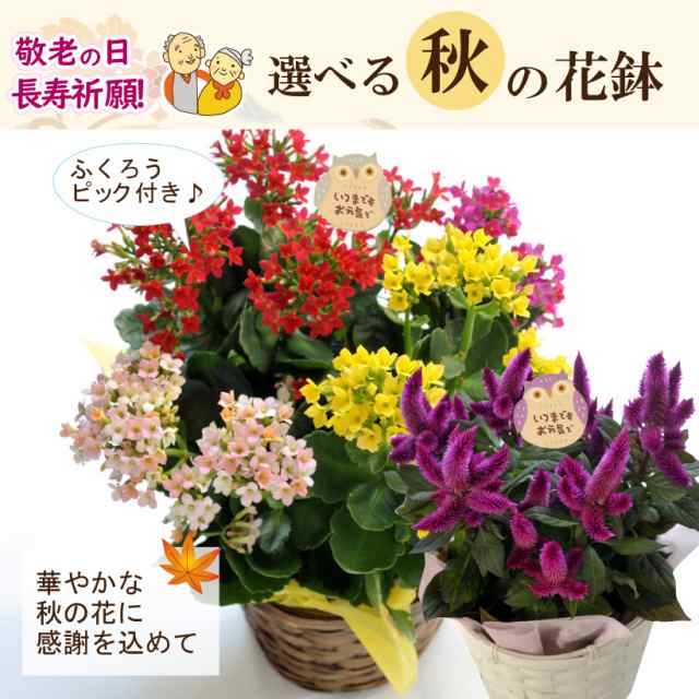 遅れてごめんね 敬老の日 フラワーギフト 花 プレゼント ギフト 選べる 花鉢 生花 カランコエ ケイトウ ギフト 送料無料 一部地域を除の通販はau Pay マーケット Flowerkitchenjiyugaoka