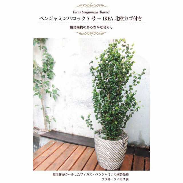 観葉植物 ベンジャミンバロック7号 Ikea 北欧カゴ 観葉植物 送料無料 翌日届けの通販はau Pay マーケット Flowerkitchenjiyugaoka