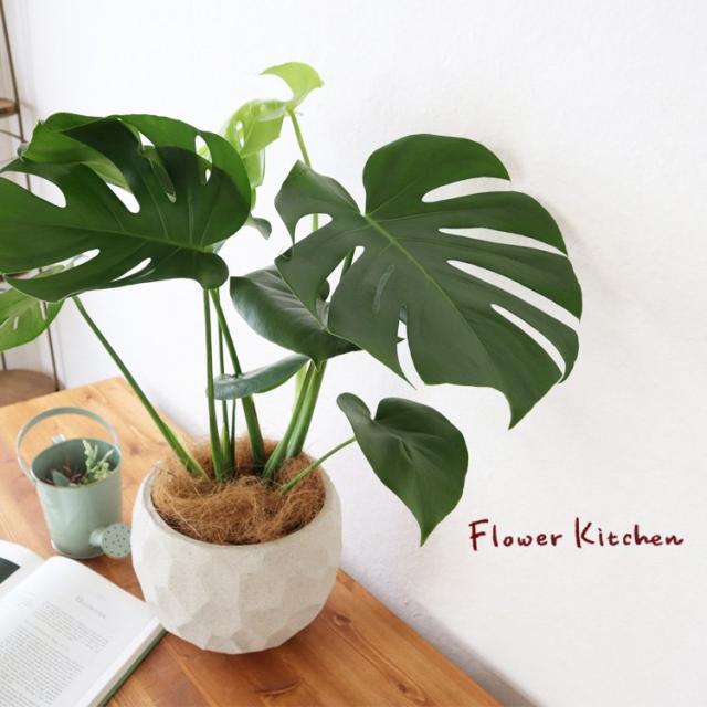 観葉植物 造花 スプリット 22 6号鉢対応 幅80cm リビング ダイニング インテリア雑貨 備品 什器〔代引不可〕(代引不可) 観葉植物 造花 スプリット 22 6号鉢対応 幅80cm リビング ダイニング