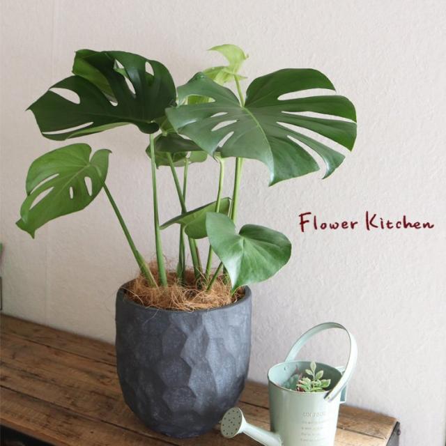 観葉植物 モンステラ 6号鉢 ジオメトリーラウンドブラック鉢 ヤシ繊維・受け皿付（GF3286） 引っ越し祝い 新築祝い お祝い 開店祝い 開業祝い 引っ越し祝い 新築祝い ギフト プレゼント FKTK