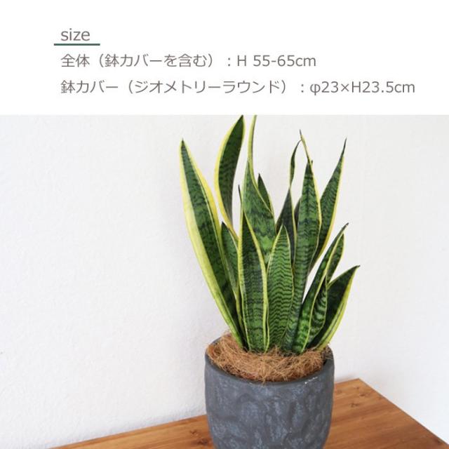 観葉植物 サンスベリア 6号鉢 ジオメトリーラウンド ブラック鉢 ヤシ繊維 受け皿付 Gf3286 空気清浄 インテリアグリーン 即日発送 の通販はau Pay マーケット Flowerkitchenjiyugaoka