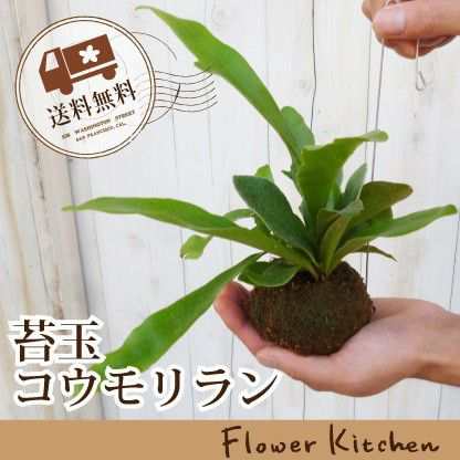 観葉植物 ビカクシダ コウモリラン 苔玉 ハンギングワイヤー付き 翌日届けの通販はau Pay マーケット Flowerkitchenjiyugaoka