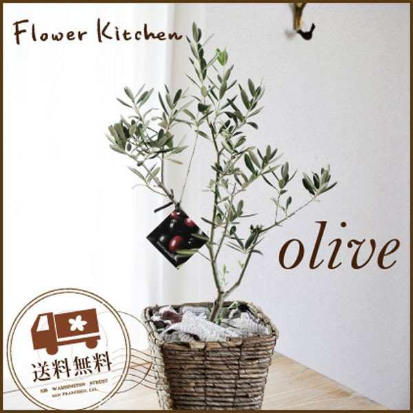 観葉植物 オリーブの木 5号 Sサイズ 品種おまかせ オリーブ 翌日届けの通販はau Pay マーケット Flowerkitchenjiyugaoka