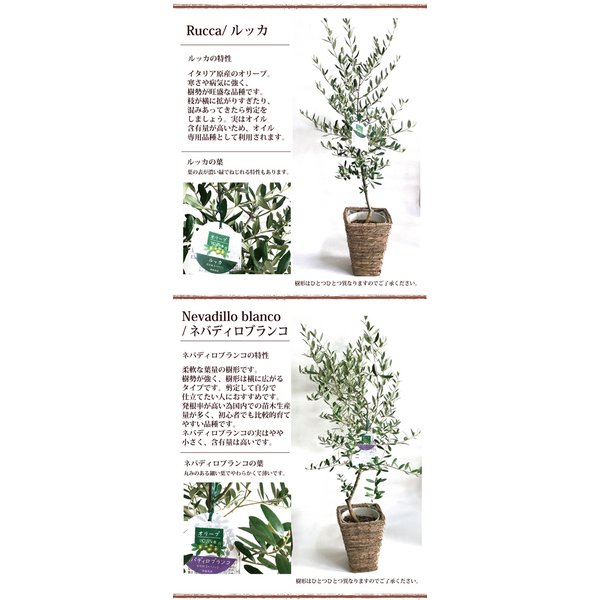 観葉植物 選べる品種 オリーブの木 6号 ｍサイズ お祝い 開店祝い 開業祝い 引っ越し祝い 新築祝い ギフト プレゼント Fktkの通販はau Pay マーケット Flowerkitchenjiyugaoka