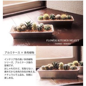観葉植物 サボテン 寄せ植え アルミケース 2個セット 茶砂利 多肉植物 バレンタイン ホワイトデー ギフト バレンタインホワイトデの通販はau Pay マーケット Flowerkitchenjiyugaoka