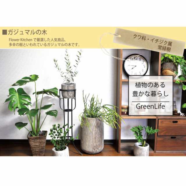 観葉植物 ガジュマル 5号 四角陶器鉢 多幸の樹 ミニ観葉 翌日届け お祝い 誕生日 バレンタイン ホワイトデー ギフト プレゼント 新生の通販はau Pay マーケット Flowerkitchenjiyugaoka