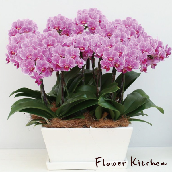 産地直送の花ギフト ミディ胡蝶蘭 角平鉢 9号 12本立ち 椎名洋ラン園 高級感あふれる フラワーギフトの通販はau Pay マーケット Flowerkitchenjiyugaoka