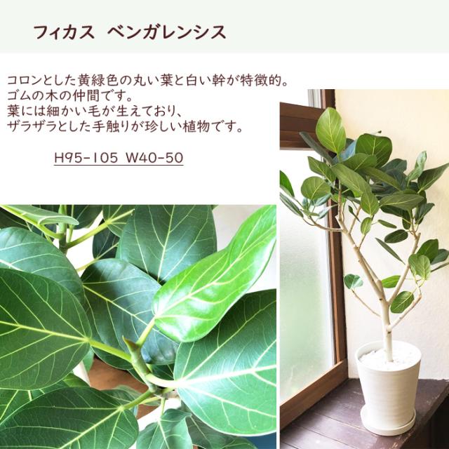 観葉植物 フィカス ベンガレンシス 8号 ゴムの木 翌日届け お祝い 開店祝い 開業祝い 引っ越し祝い 新築祝い ギフト プレゼントの通販はau Pay マーケット Flowerkitchenjiyugaoka