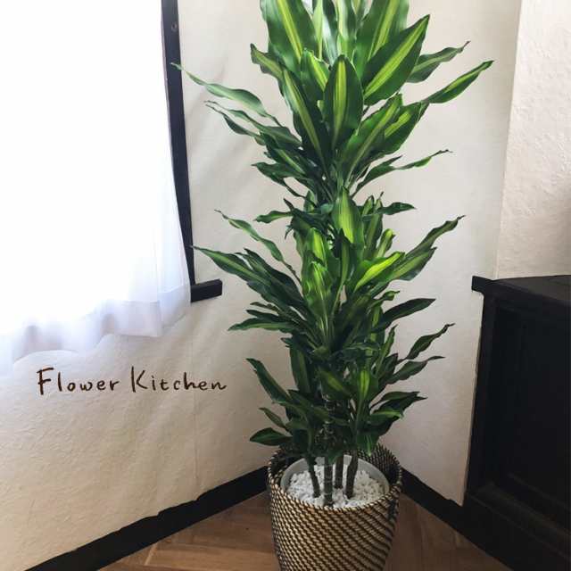 観葉植物 ドラセナ ジェレ ８号鉢 Ikeaカゴ付き Fktkの通販はau Pay マーケット Flowerkitchenjiyugaoka