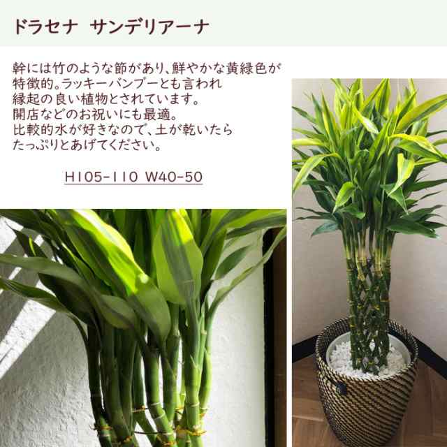 観葉植物 サンデリアーナ 8号 Ikea カゴ付 翌日届け お祝い 開店祝い 開業祝い 引っ越し祝い 新築祝い ギフト プレゼントの通販はau Pay マーケット Flowerkitchenjiyugaoka