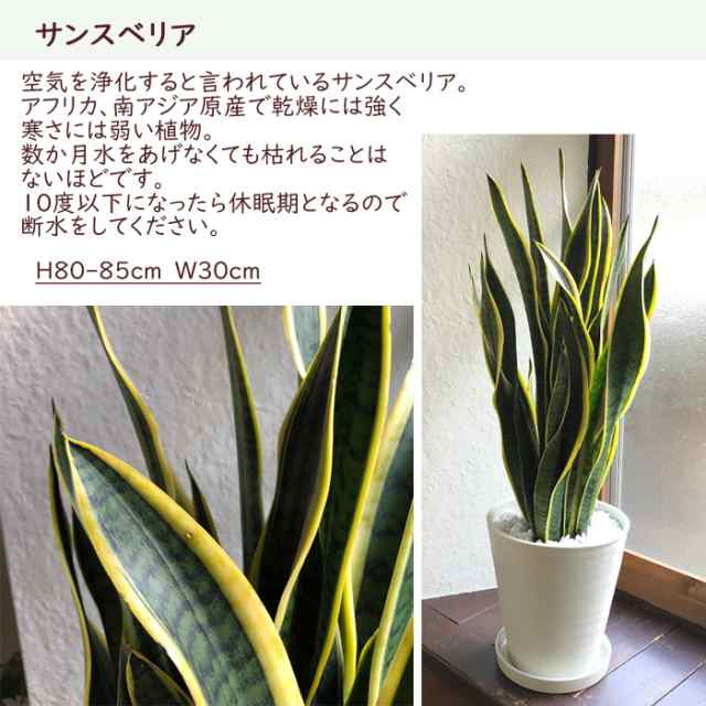 観葉植物 サンセベリア 8号 水分計 サスティー Lサイズのセット 翌日届け お祝い 開店祝い 開業祝い 引っ越し祝い 新築祝い ギフト プの通販はau Pay マーケット Flowerkitchenjiyugaoka