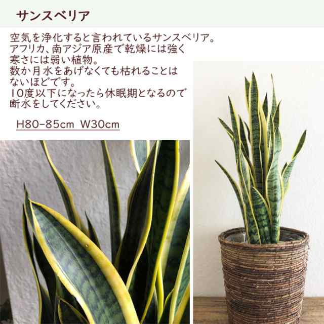 観葉植物 サンスベリア 8号 茶カゴ ヤマト便 日付指定不可 Fktkの通販はau Pay マーケット Flowerkitchenjiyugaoka