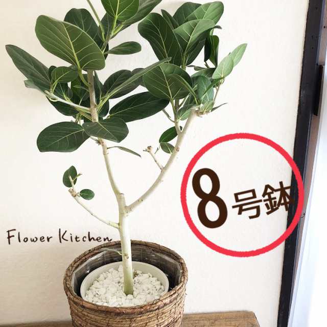 観葉植物 フィカスベンガレンシス 8号 茶カゴ ヤマト大型配送便 日付指定不可 お祝い 開店祝い 開業祝い 引っ越し祝い 新築祝いの通販はau Pay マーケット Flowerkitchenjiyugaoka