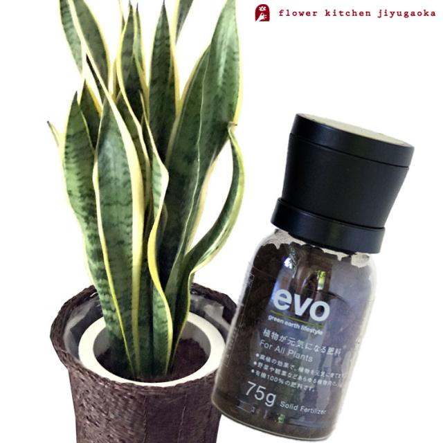 観葉植物 【植物と肥料のセット】『 サンセベリア 7号鉢 + evo 植物が元気になる肥料 75g 』 お祝い 開店祝い 開業祝い 引っ越し祝い 新築祝い ギフト プレゼント FKTK
