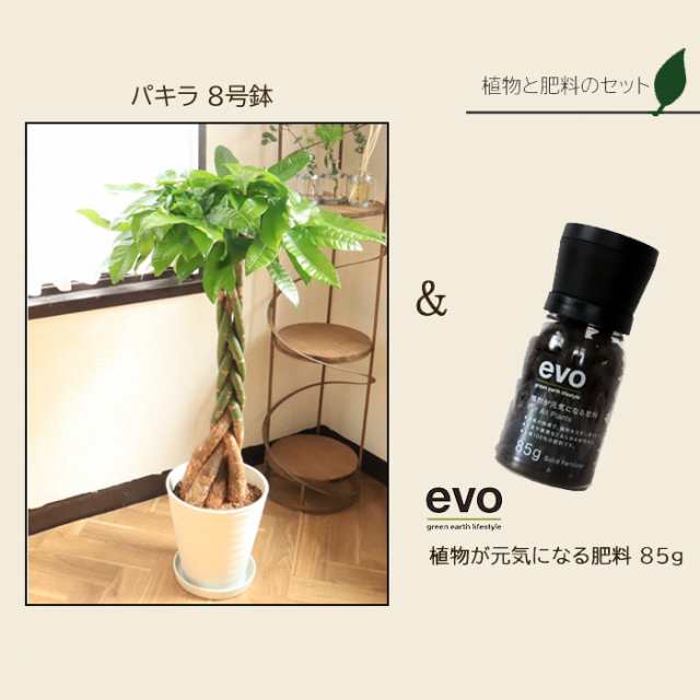 観葉植物 【植物と肥料のセット】『 パキラ8号 白セラート鉢 evo 植物が元気になる肥料 85g 』 お祝い 開店祝い 開業祝い  引っ越し祝いの通販はau PAY マーケット FlowerKitchen au PAY マーケット店 au PAY マーケット－通販サイト