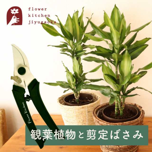 観葉植物 ドラセナ ジェレ 6号鉢 丸カゴ + 坂源 剪定ばさみ モスグリーン ハンドクリエーション P180 育てやすい　即日発送 お祝い 開店