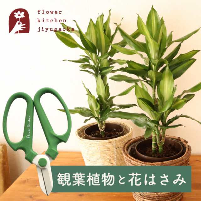 観葉植物 ドラセナ ジェレ 6号鉢 丸カゴ + 坂源 花はさみ オリーブ ハンドクリエーション P170 育てやすい　即日発送 お祝い 開店祝い