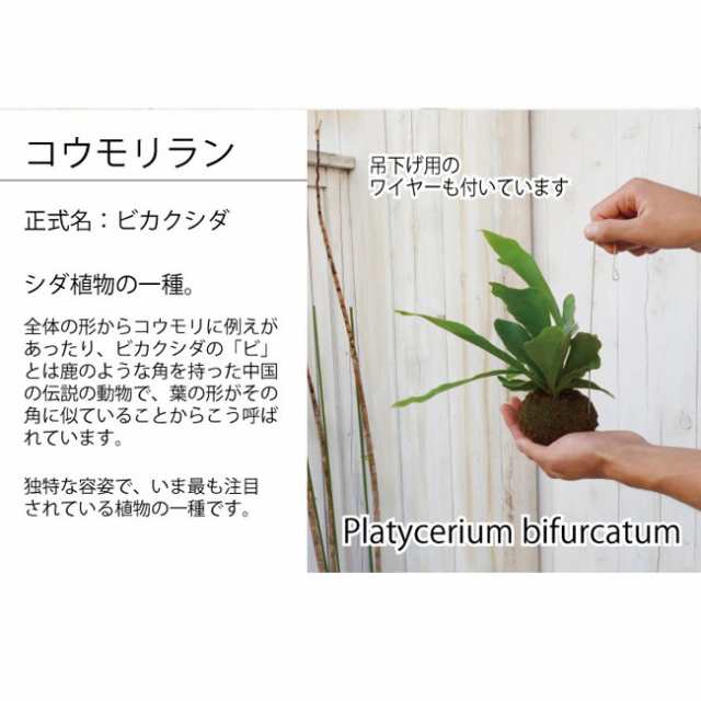 観葉植物 ビカクシダ コウモリラン 苔玉 ハンギングワイヤー付き 翌日届けの通販はau Pay マーケット Flowerkitchenjiyugaoka