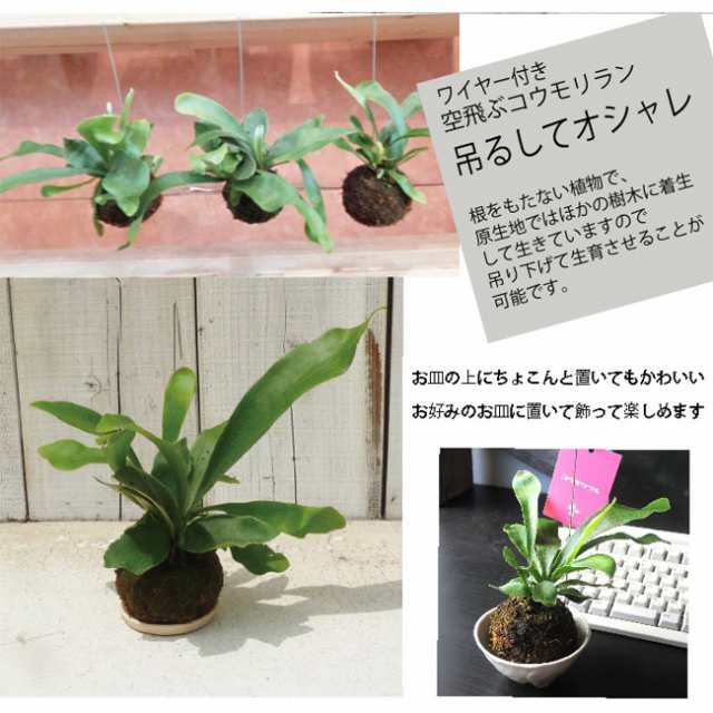 観葉植物 ビカクシダ コウモリラン 苔玉 ハンギングワイヤー付き 翌日届けの通販はau Pay マーケット Flowerkitchenjiyugaoka