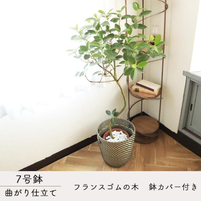 【現品】フランスゴム　曲がり　7号　茶鉢　（2） 現品】フランスゴム 曲がり 7号 茶鉢 （2） ≪人気≫【現品】フランス