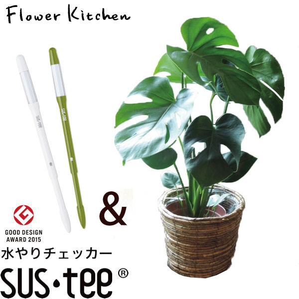 観葉植物 モンステラ 丸バナナ茶カゴ　＋　サスティM 引っ越し祝い 新築祝い お祝い 開店祝い 開業祝い 引っ越し祝い 新築祝い ギフト プレゼント FKTK