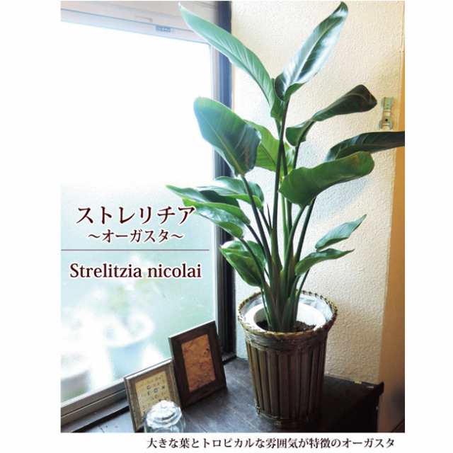 観葉植物 ストレリチア 7号 オーガスタ ニコライ カゴ付き 翌日届けの通販はau Pay マーケット Flowerkitchenjiyugaoka