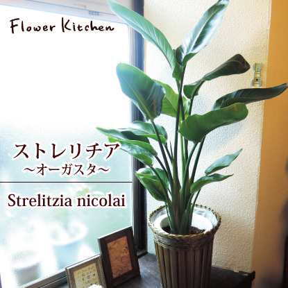 観葉植物 ストレリチア 7号 オーガスタ ニコライ カゴ付き 翌日届け お祝い 開店祝い 開業祝い 引っ越し祝い 新築祝い ギフト プレゼの通販はau Pay マーケット Flowerkitchenjiyugaoka