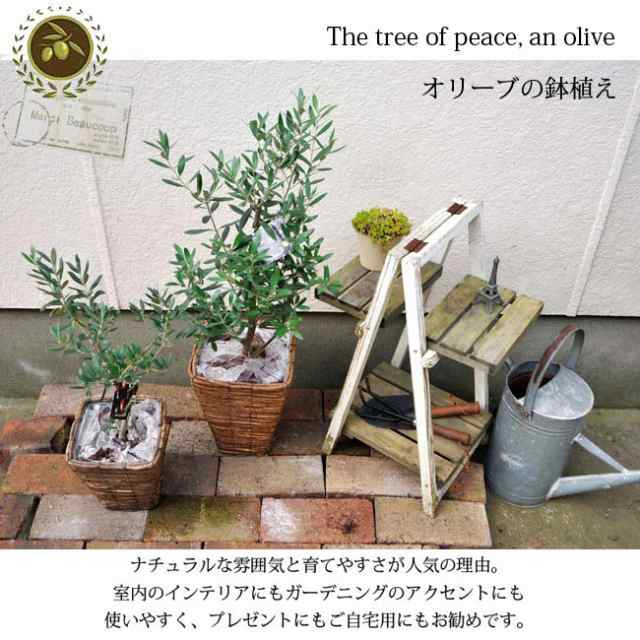 観葉植物 オリーブの木 6号 ｍサイズ 品種おまかせ オリーブ バナナカゴ付き 御祝 お祝い ギフト プレゼント 翌日届け 開店祝い 引の通販はau Pay マーケット Flowerkitchenjiyugaoka