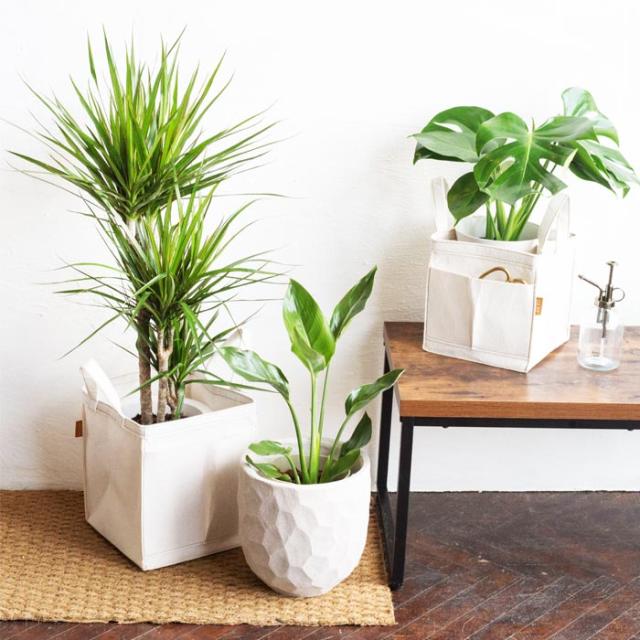 ユッカ 8号鉢 リポット 受け皿付き Re Pot 980 007 植物と鉢カバーのセット カバー Re Pot 観葉植物 鉢植え 販売 誕生日 開店 引越し祝い 新築祝い インテリア 植物 グリーン ギフト 法人 Fktk サイズ交換ｏｋ