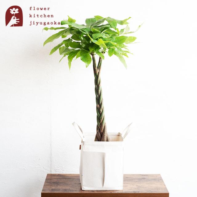 観葉植物 パキラ 8号鉢 リポット 受け皿付き Re Pot 980 007 即日発送 お祝い 開店祝い 開業祝い 引っ越し祝い 新築祝い ギフト プの通販はau Pay マーケット Flowerkitchenjiyugaoka