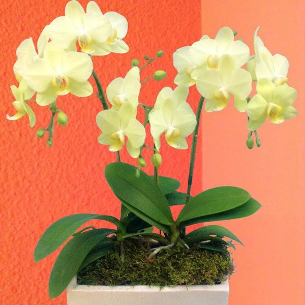 【産地直送の花ギフト】ミディ胡蝶蘭 3本立ち パルテノ鉢 イエロー系 5.5号 陶器鉢入り 椎名洋ラン園 高級感溢れる フラワーギフト【A-118】 9,656円