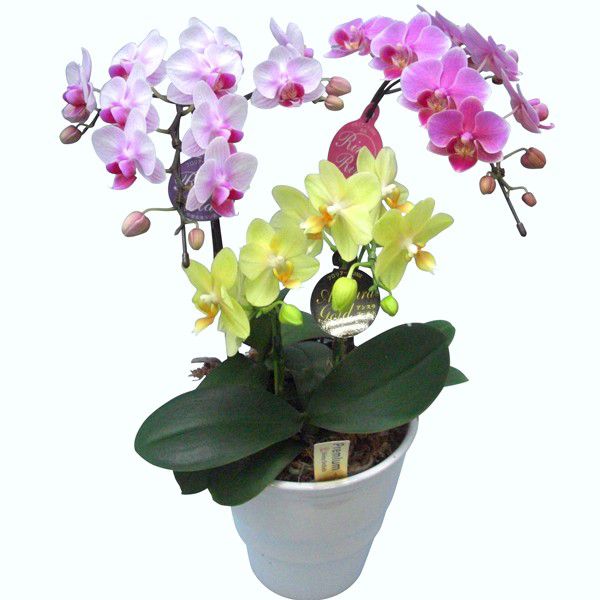 産地直送の花ギフト】ミディ胡蝶蘭 3本立ちミックス 5.5号 陶器鉢入り