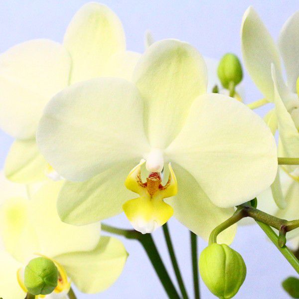 産地直送の花ギフト】ミディ胡蝶蘭 3本立ちミックス 5.5号 陶器鉢入り