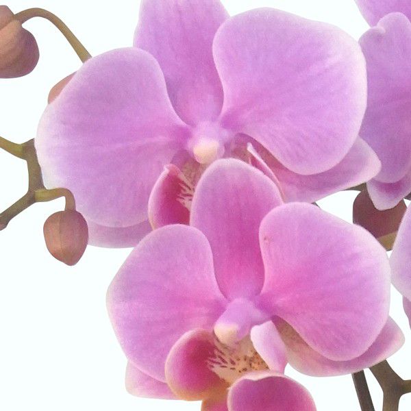産地直送の花ギフト】ミディ胡蝶蘭 3本立ちミックス 5.5号 陶器鉢入り