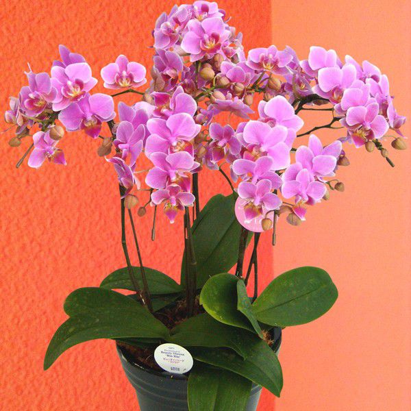 【産地直送の花ギフト】ミディ胡蝶蘭  5本立ち 6号陶器鉢 ピンク系 椎名洋ラン園 高級感溢れる フラワーギフト【A-123】