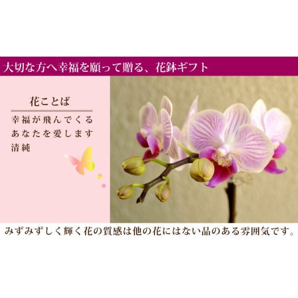 ぴんく花02箱無し 有）フローラ・ヤノオーキッド：品種紹介 バンダピンク系