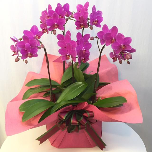 【産地直送の花ギフト】【ミディ胡蝶蘭 シェアオーキッド 5本立ち 7号 ピンク系品種おまかせ】  椎名洋ラン園 高級感溢れる フラワーギフト【A-528】の通販はその他花・観葉植物・盆栽