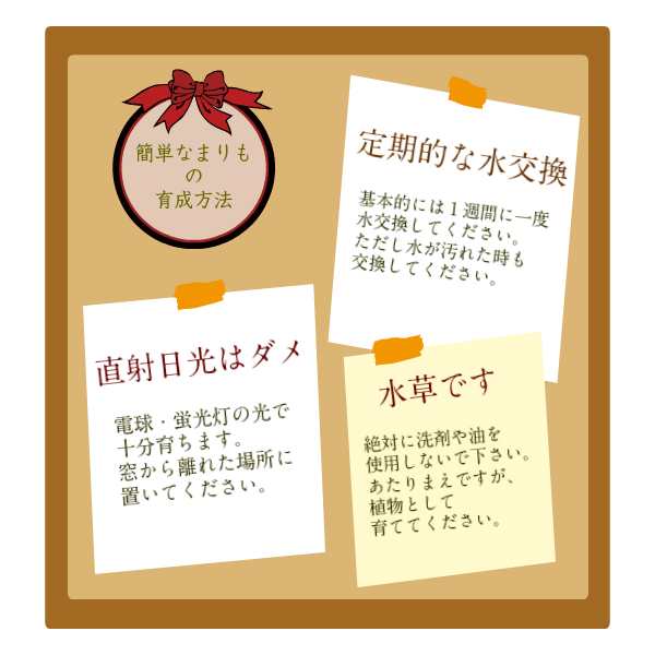 送料無料 養殖まりも ２個入り コルク瓶 まりもの育て方の説明書付き 水草 植物 水道水で育成可能 北海道お土産 インテリア ギの通販はau Pay マーケット 北国の雑貨屋さん きりり