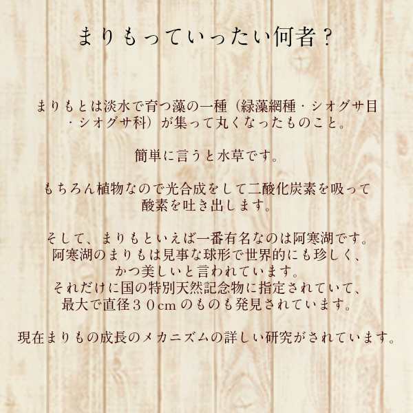 送料無料 養殖まりも ２個入り コルク瓶 まりもの育て方の説明書付き 水草 植物 水道水で育成可能 北海道お土産 インテリア ギの通販はau Pay マーケット 北国の雑貨屋さん きりり