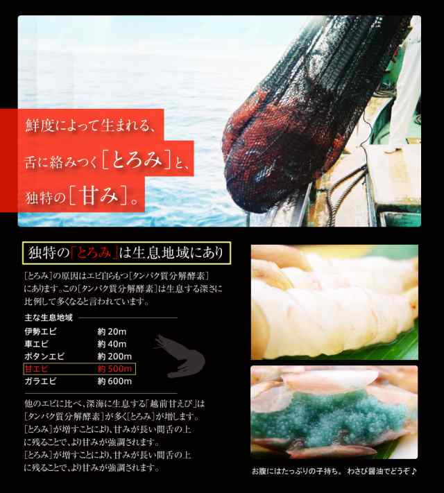 えび エビ 海老 お刺身OK 日本海産子持ち甘えび500g※約35尾-40尾入 送料無料 あまえび アマエビ 甘海老 甘エビ のし可  ギフトの通販はau PAY マーケット - 越前かに問屋ますよね