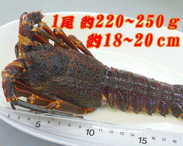 冷凍生伊勢海老 1尾 約2 250ｇ 冷凍便 伊勢エビ 伊勢えび お刺身 酒の肴 父の日 グラタン 鍋 お祝い の通販はau Pay マーケット 森徳蔵商店