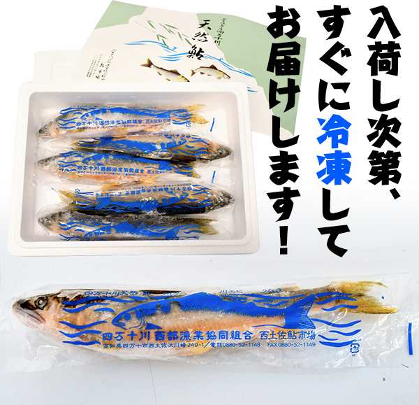 四万十川天然 鮎（冷凍）Mサイズ 5匹セット 1匹約90g〜120g 個包装