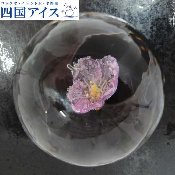 四国アイス　季節の氷（丸型）6個　高知 氷 エアロスミス 花 桜の丸氷 紅葉の丸氷 さくら もみじ 家飲み