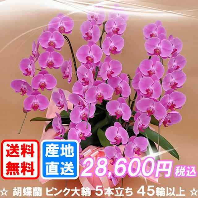 胡蝶蘭 ピンク大輪 5本立ち 45輪以上 つぼみ込み 送料無料 佐川急便での配送ですの通販はau Pay マーケット ココロラショップ 胡蝶蘭 ピンク大輪 5本立ち 45輪以上 つぼみ込み 送料無料 佐川急便での配送ですの通販はau Pay マーケット ココロラショップ