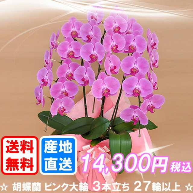 胡蝶蘭 ピンク大輪 ３本立ち ２７輪以上 つぼみ込み 送料無料 ヤマト運輸での配送での通販はau Pay マーケット ココロラショップ