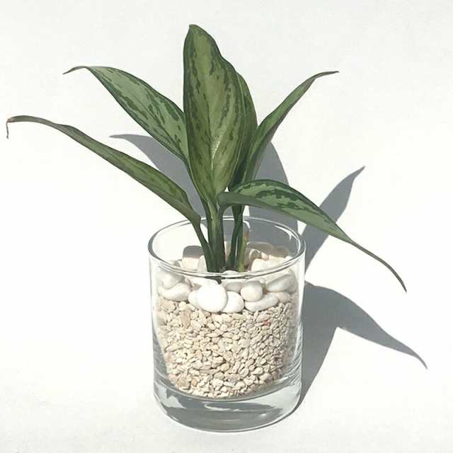 ハイドルカルチャー 観葉植物 サークル80 サンゴ砂 アグラオネマの通販はau Pay マーケット ココロラショップ