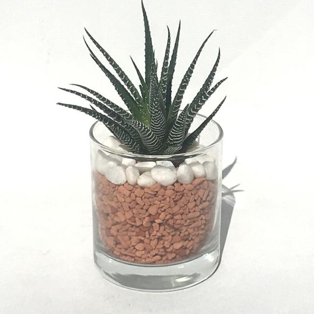 ハイドルカルチャー 観葉植物 サークル80 セラミス 12の巻の通販はau Pay マーケット ココロラショップ