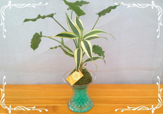スパイラルグラス F９苔玉 ゼリーボール ２種寄せ植え サンデリー クツカバラの通販はau Pay マーケット ココロラショップ